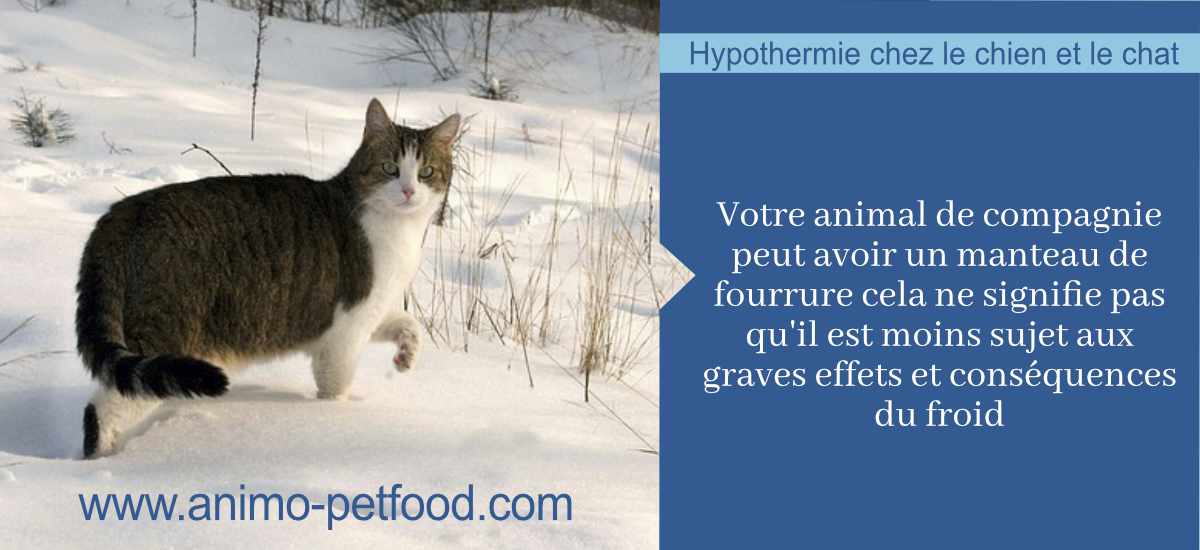 dangers-hiver-chiens-chats-hypothermie